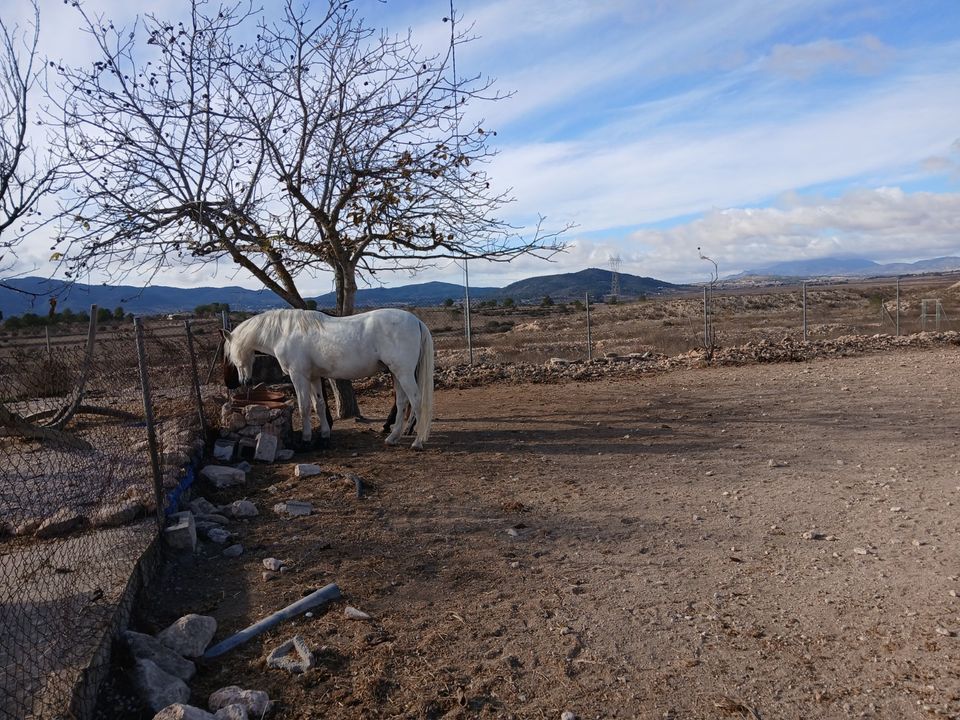 Erhvervsejendom i Monovar, Alicante - foto 4