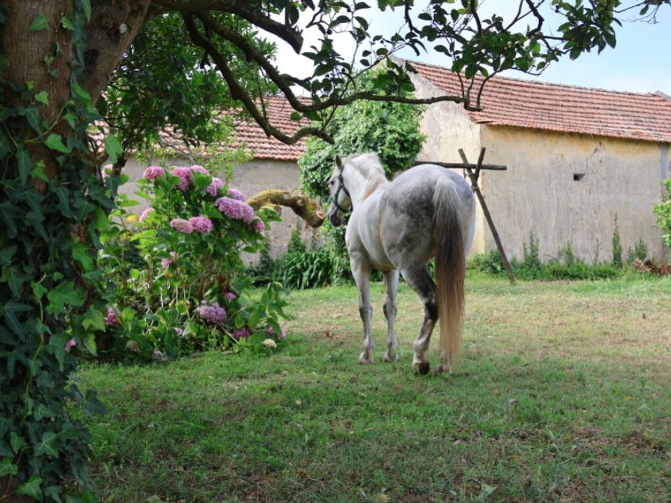 Helårsgrund i Obidos, Leiria - foto 3