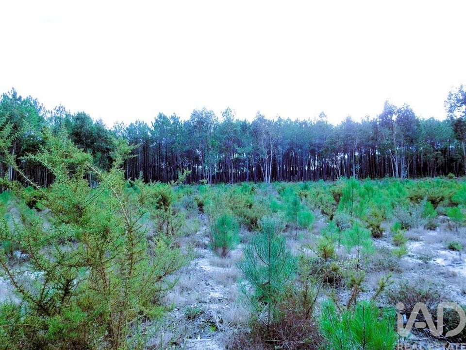 Działka: Alcobaca, Leiria – zdjęcie 5