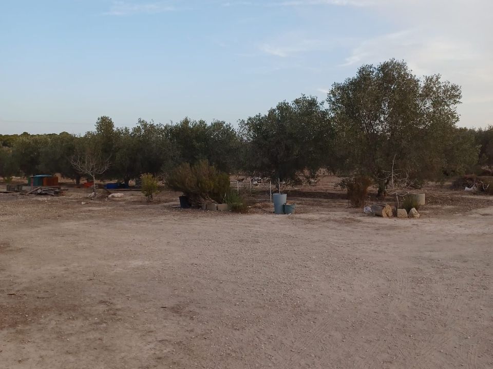 Landejendom i Elche, Alicante - foto 2