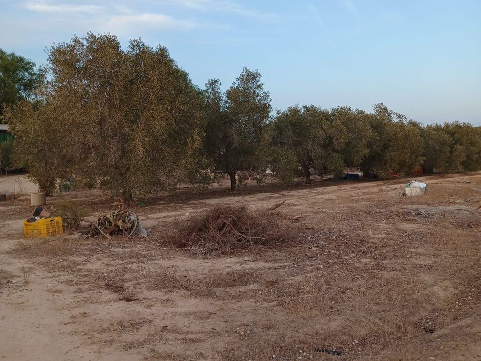 Landejendom i Elche, Alicante - foto 1