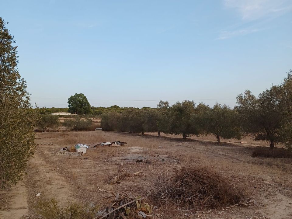 Landejendom i Elche, Alicante - foto 4