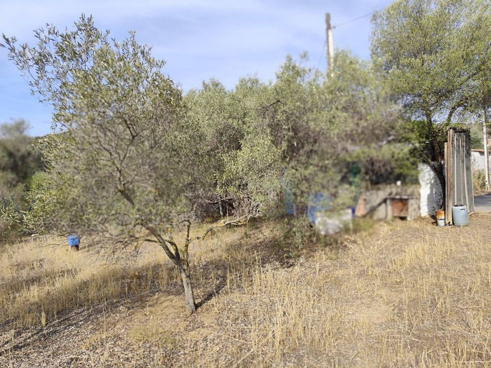 Terra a Monserrato, Cagliari - foto 1
