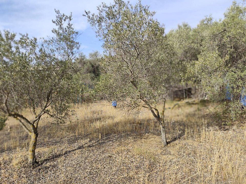 Terra a Monserrato, Cagliari - foto 2