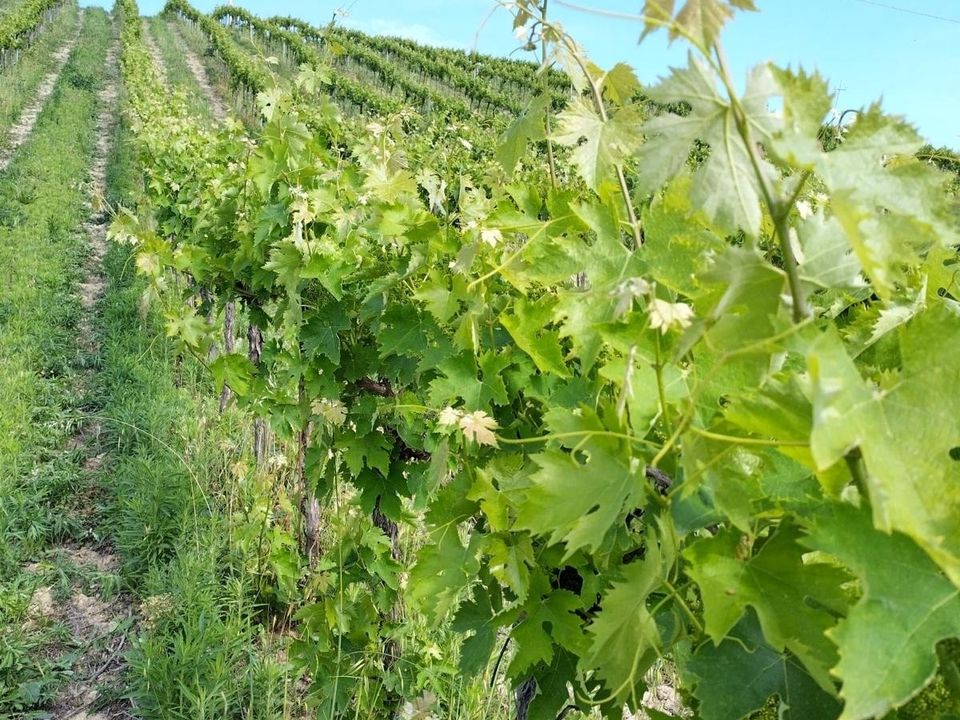 Erhvervsejendom i Montefiore dell'Aso, Ascoli Piceno - foto 1