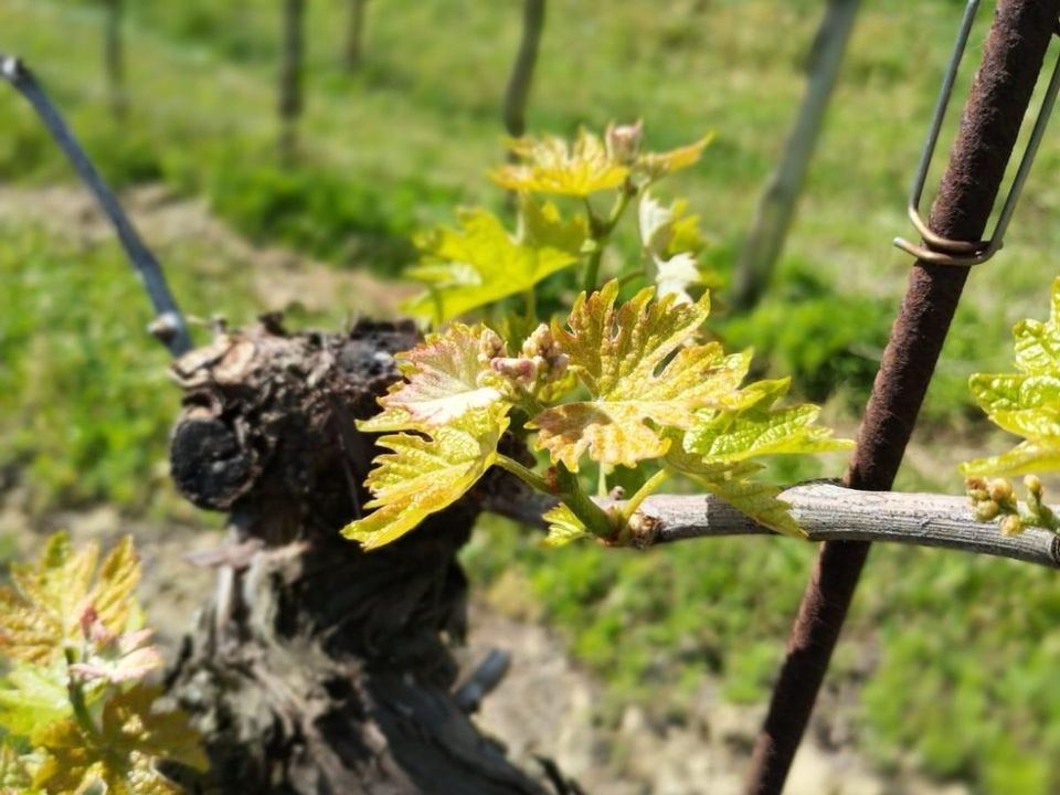 Erhvervsejendom i Montefiore dell'Aso, Ascoli Piceno - foto 4