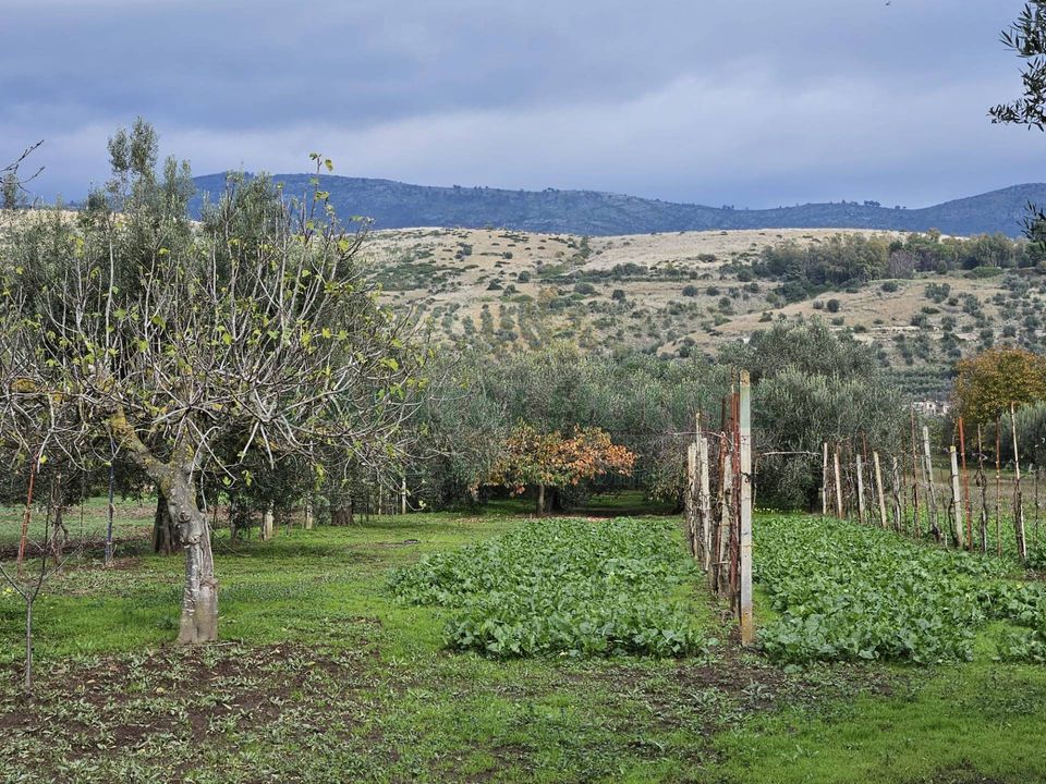 Helårsgrund i Pastorano, Caserta - foto 1