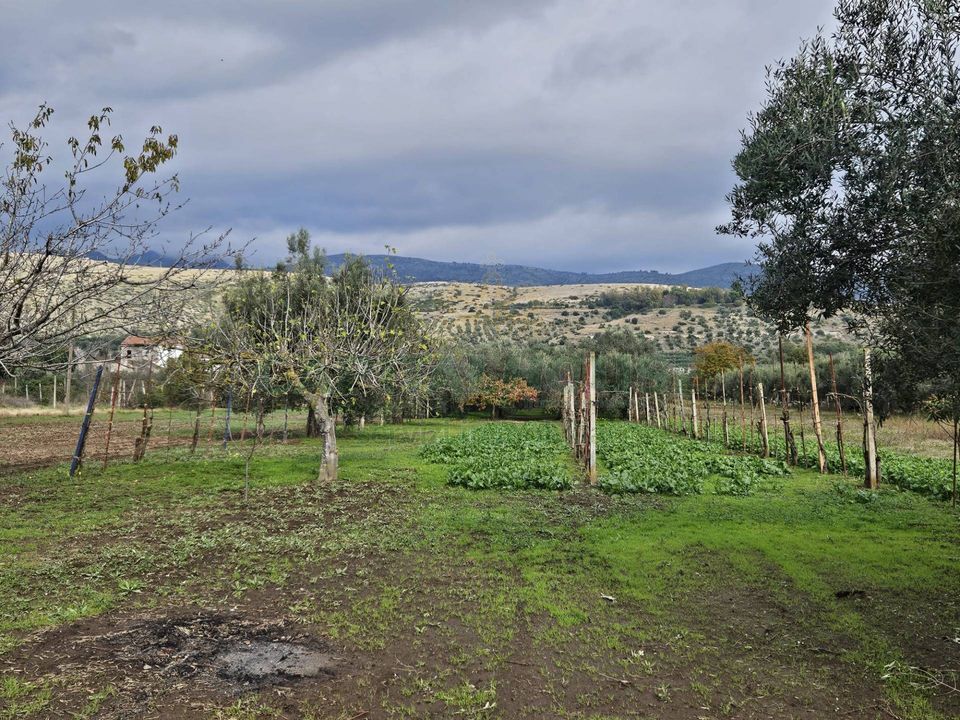 Helårsgrund i Pastorano, Caserta - foto 5