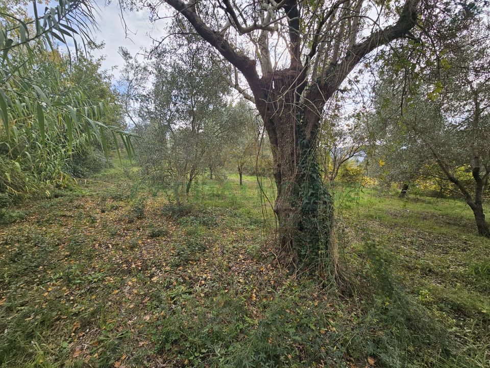 Tomt i Camigliano, Caserta - bilde 3