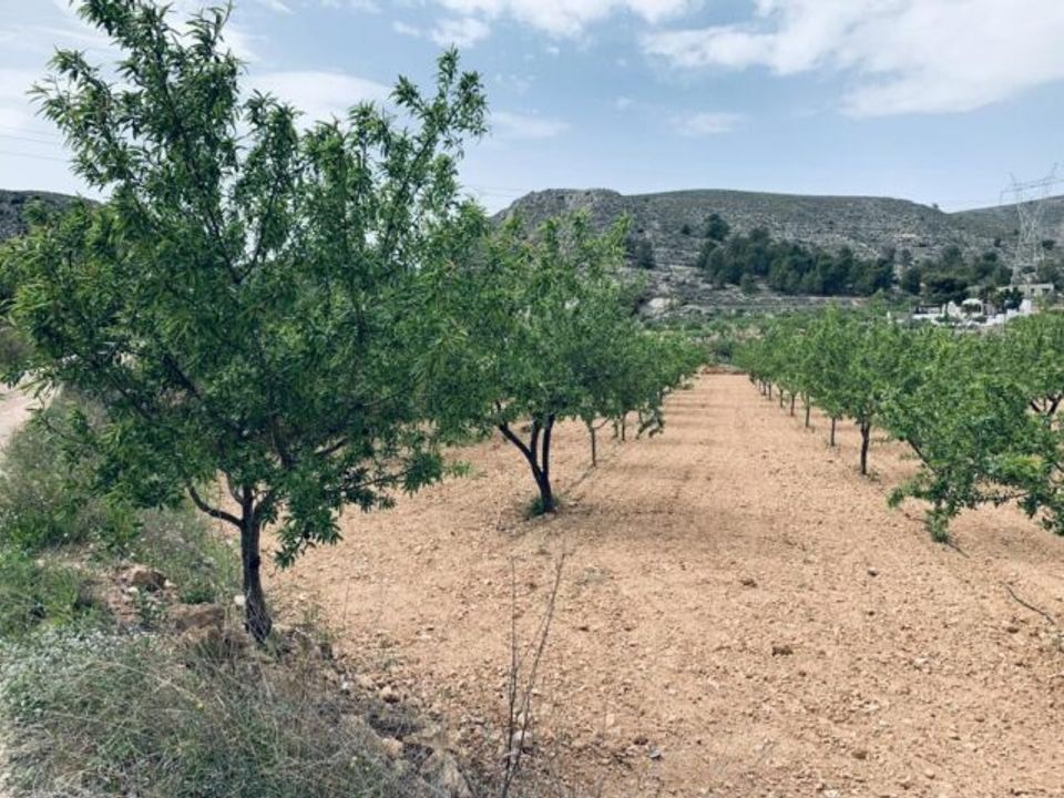 Terra a La Romana, Alicante - foto 1