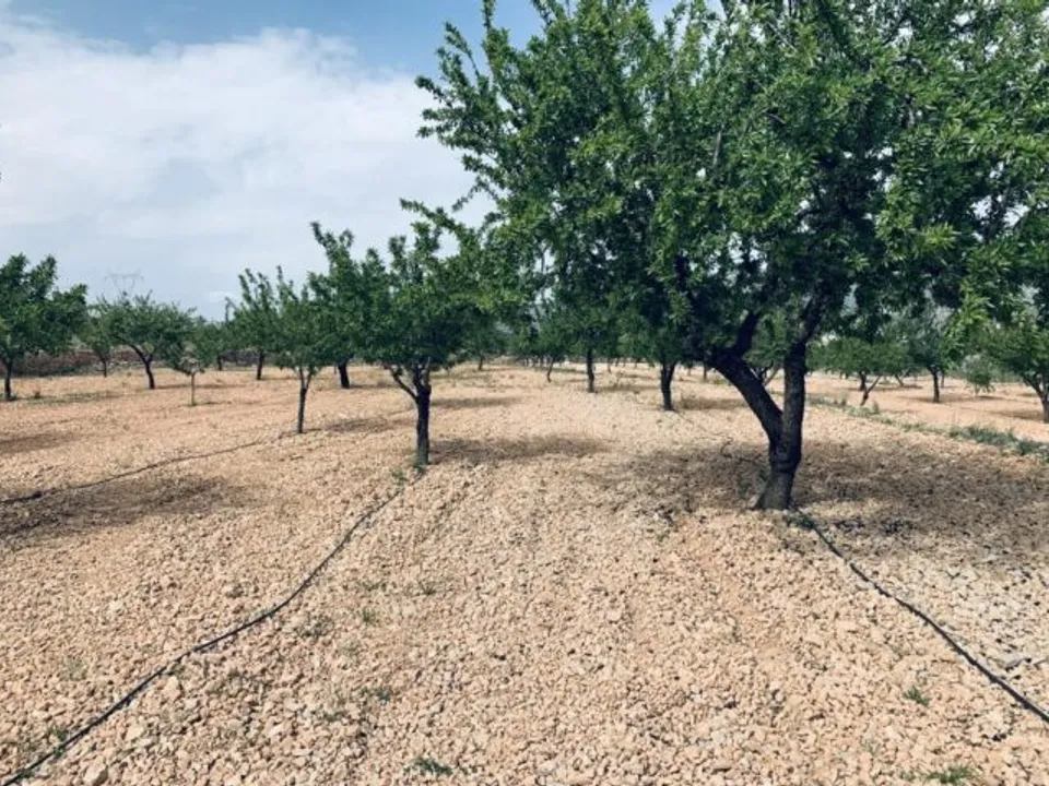 Terra a La Romana, Alicante - foto 1