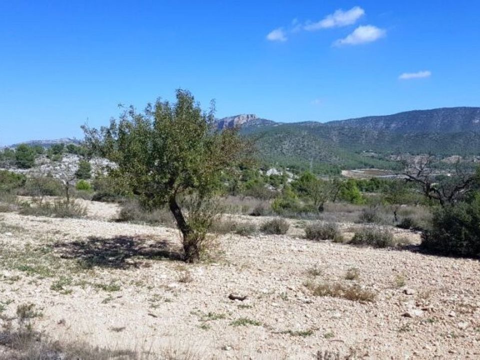 Tomt i Monovar, Alicante - bilde 2