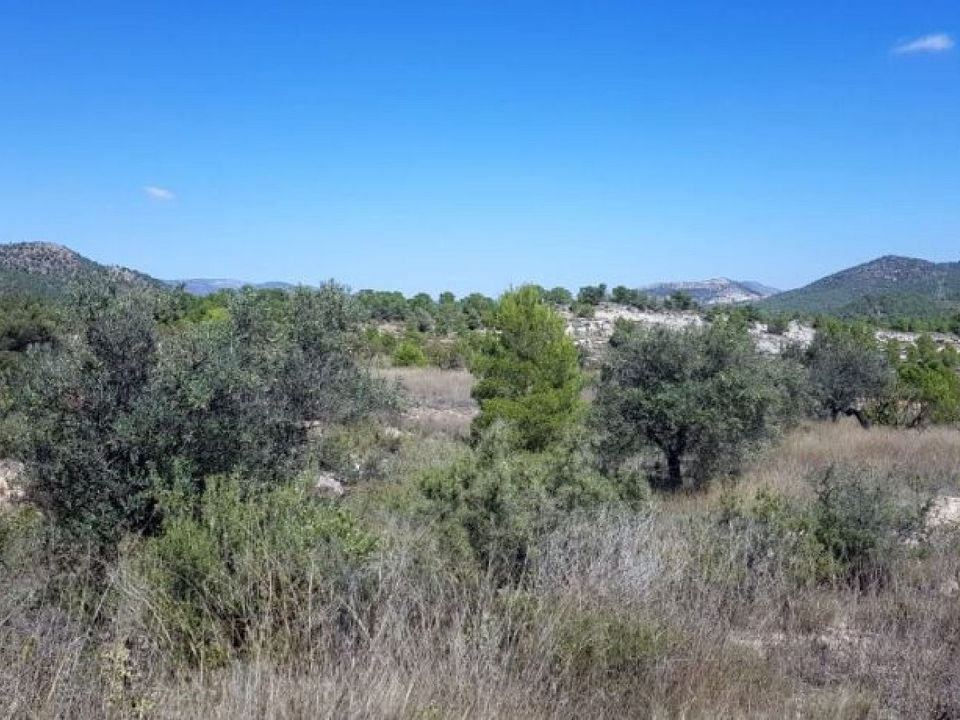 Tomt i Monovar, Alicante - bilde 4