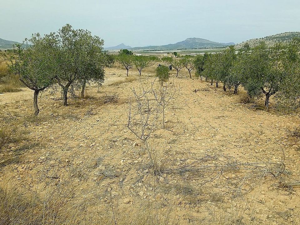 Grond in Monovar, Alicante - foto 3