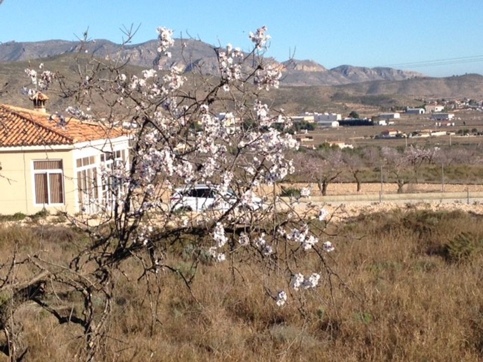 Helårsgrund i Hondon De Los Frailes, Alicante - foto 5