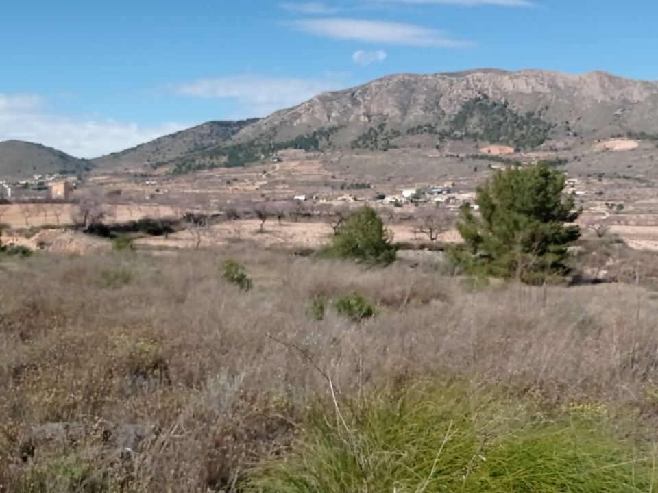Helårsgrund i La Romana, Alicante - foto 4