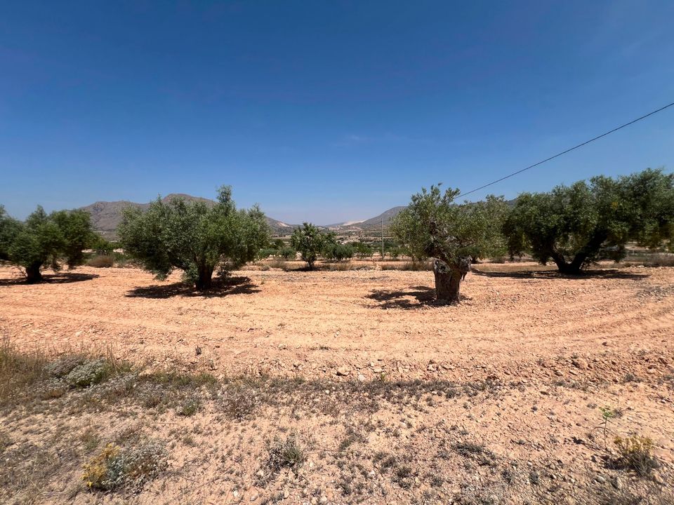 Helårsgrund i Barbarroja, Alicante - foto 1