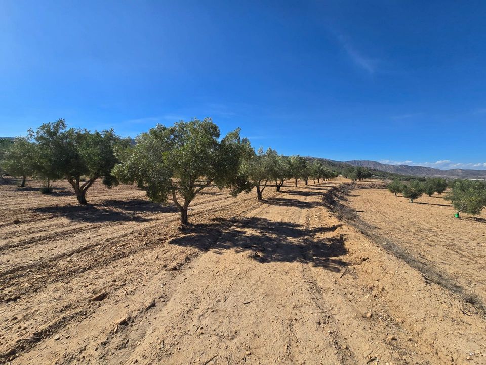 Helårsgrund i Salinas, Alicante - foto 5