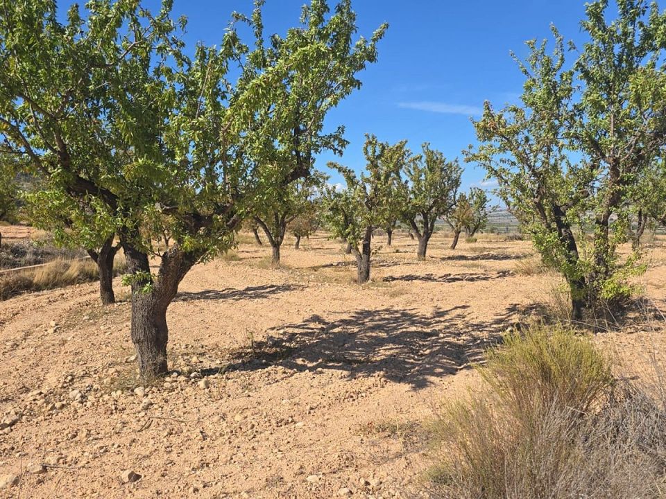 Helårsgrund i Salinas, Alicante - foto 3