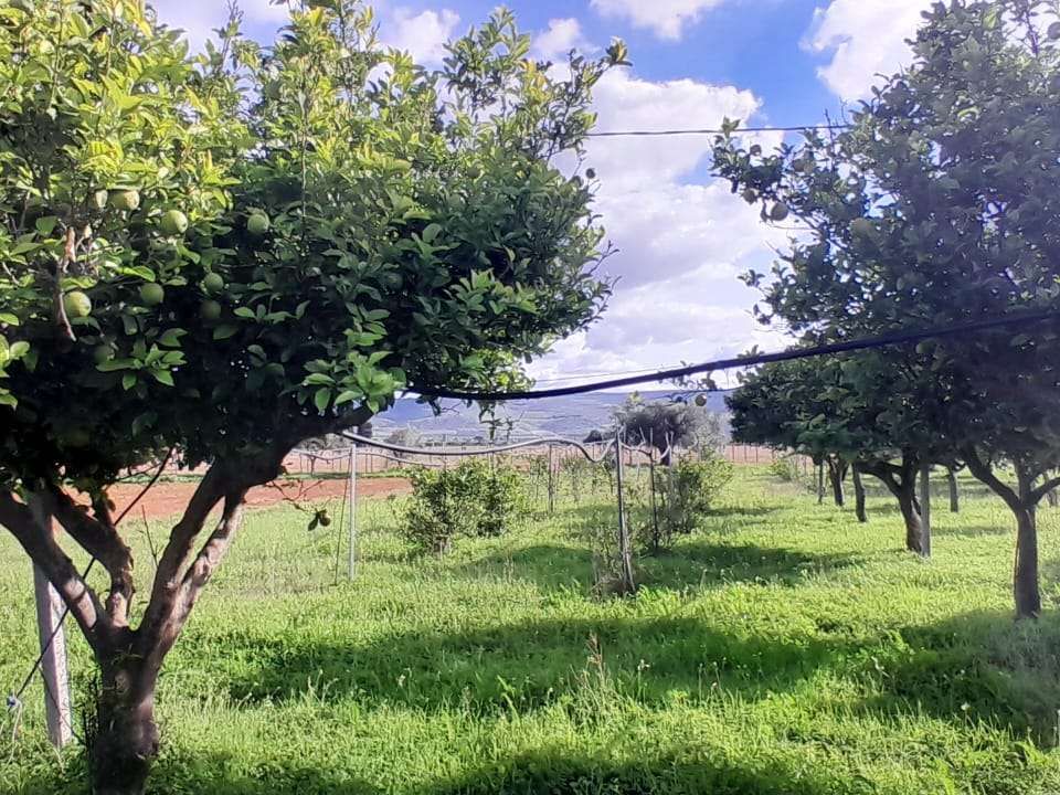 Villa i Chiaramonte Gulfi, Ragusa - foto 5