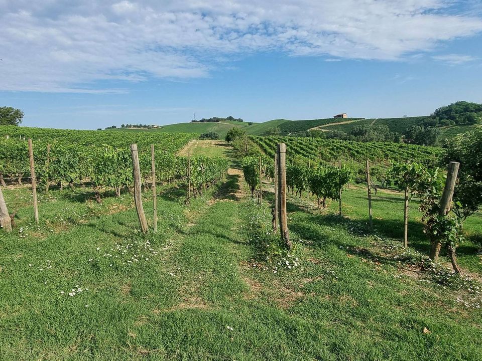 Landejendom i Castelnuovo Calcea, Asti - foto 1