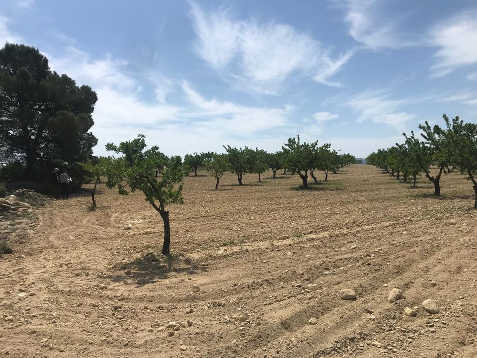 Helårsgrund i Monovar, Alicante - foto 1