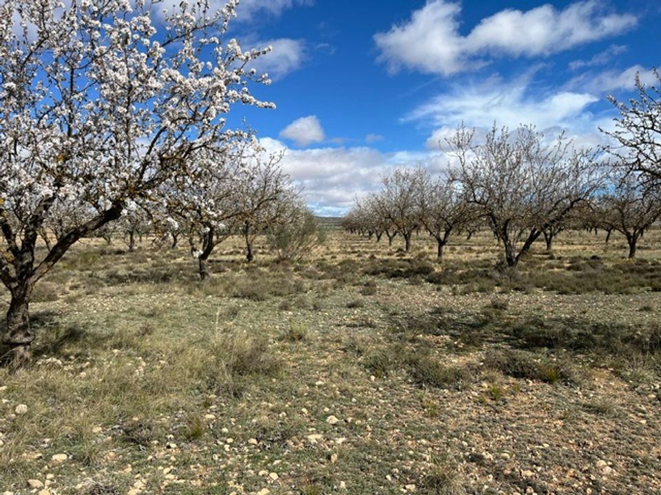 Helårsgrund i Yecla, Murcia - foto 1