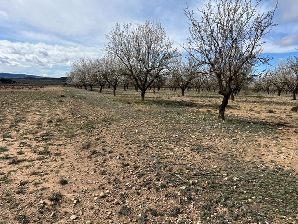 Helårsgrund i Yecla, Murcia - foto 4