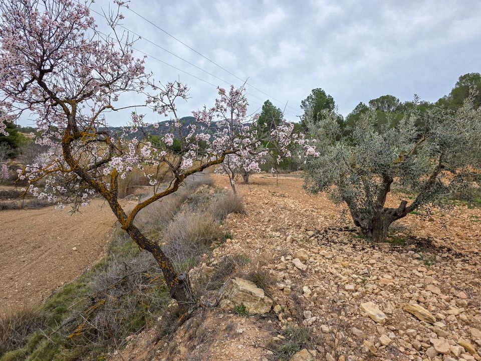 Tomt i La Zarza, Murcia - bilde 2