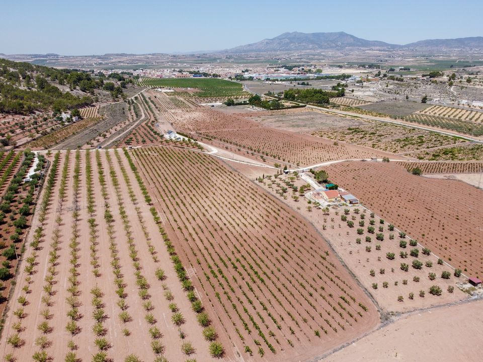 Helårsgrund i Pinoso, Alicante - foto 2