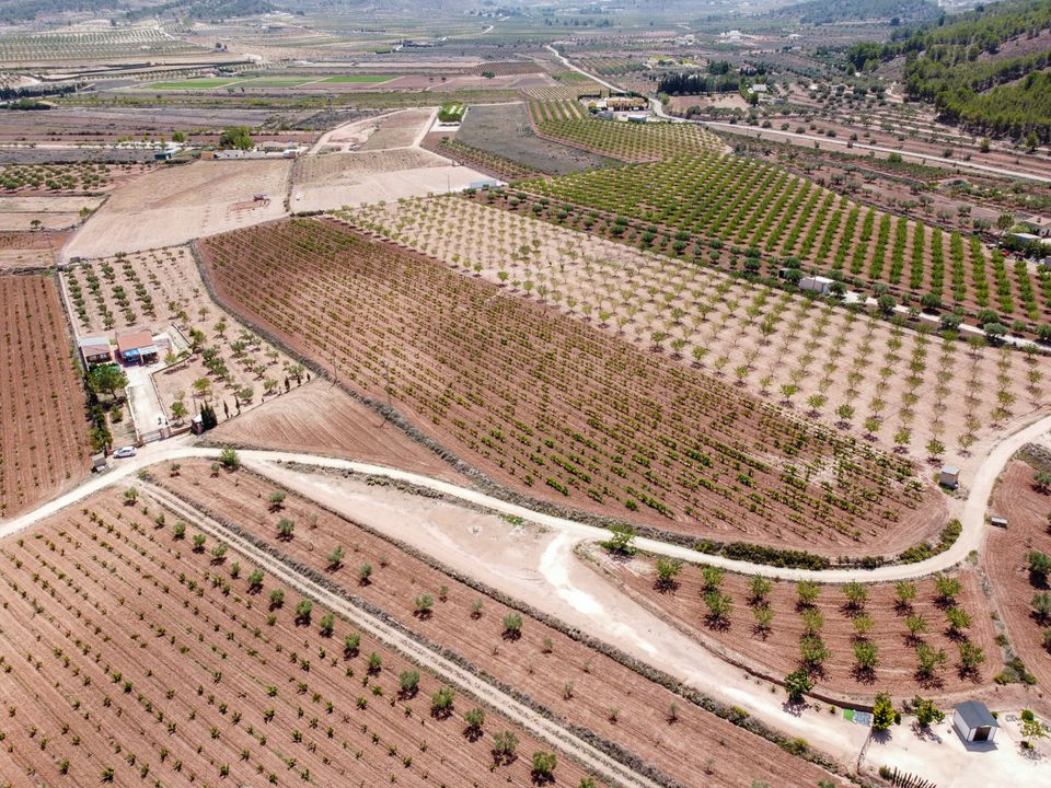 Helårsgrund i Pinoso, Alicante - foto 4