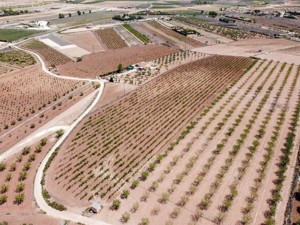 Helårsgrund i Pinoso, Alicante - foto 5