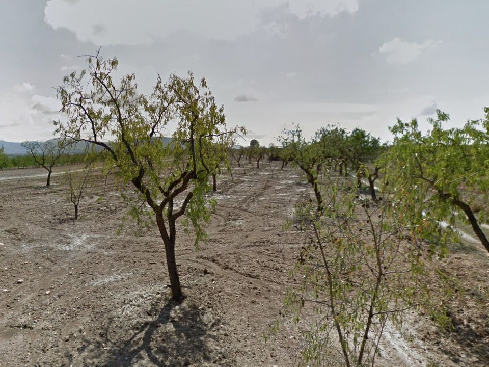 Helårsgrund i Pinoso, Alicante - foto 3