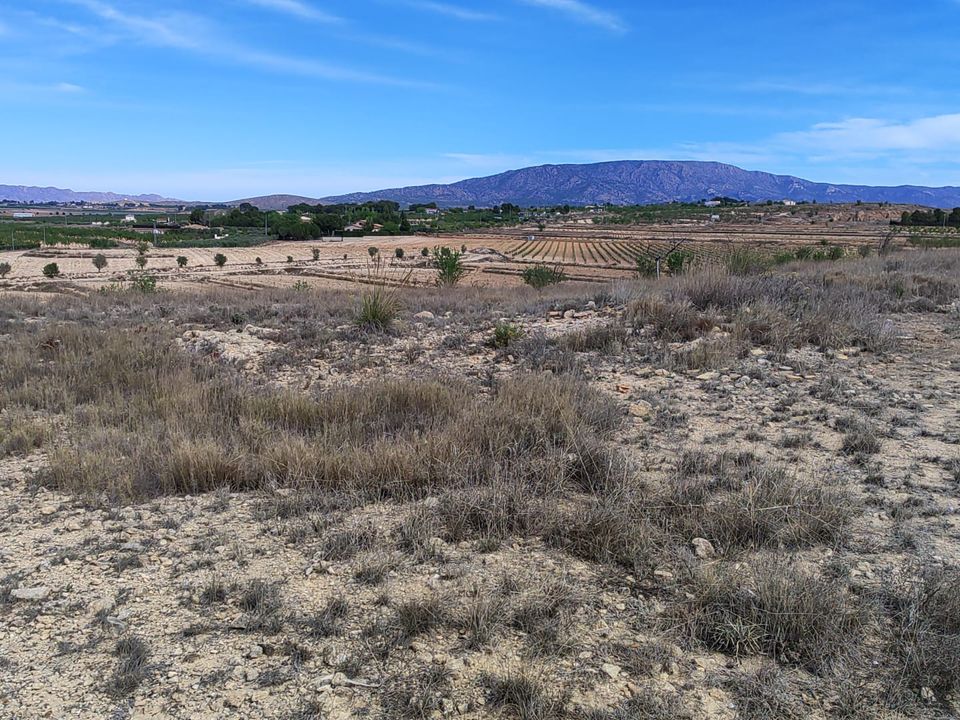 Helårsgrund i Pinoso, Alicante - foto 3