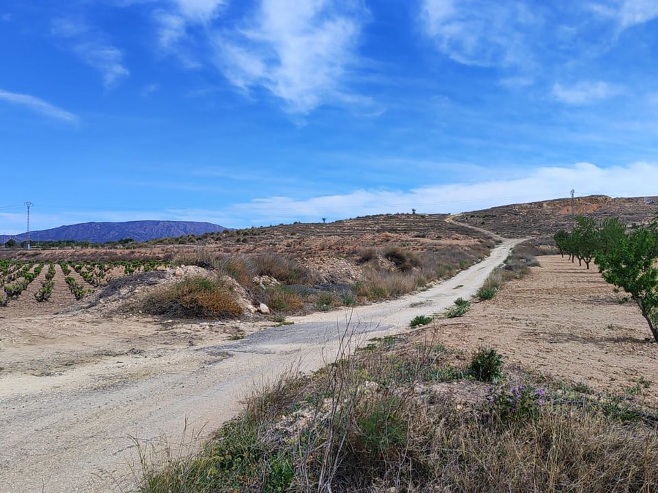 Helårsgrund i Pinoso, Alicante - foto 4