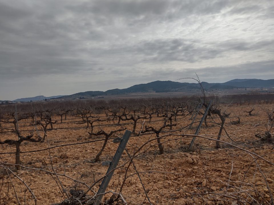 Helårsgrund i Pinoso, Alicante - foto 5
