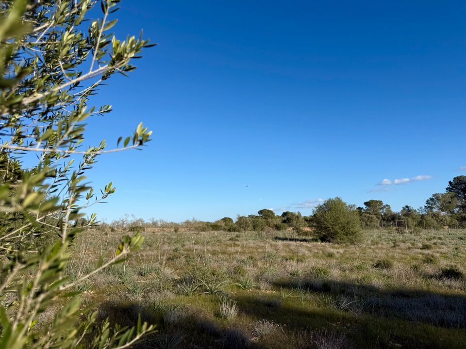 Helårsgrund i Algaida, Mallorca - foto 3