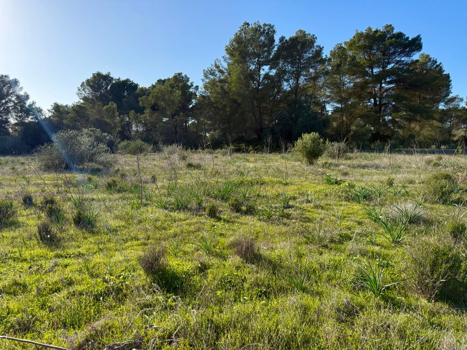 Helårsgrund i Algaida, Mallorca - foto 5