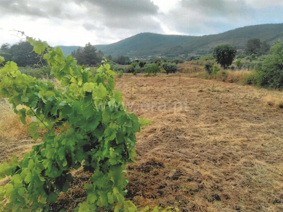Tomt i Fundao, Castelo Branco - bilde 4
