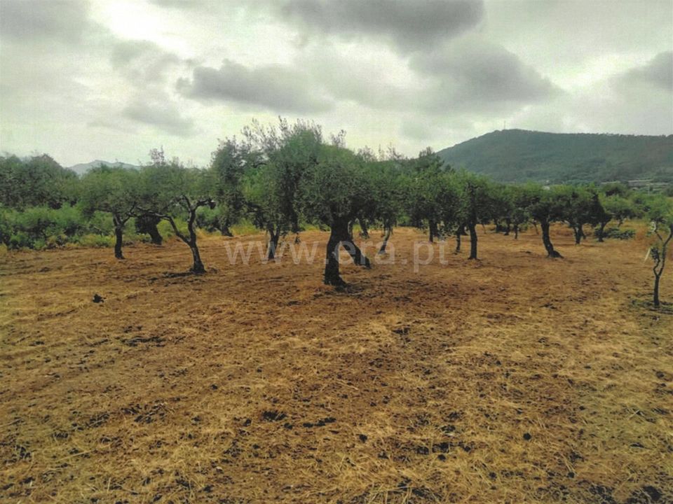 Tomt i Fundao, Castelo Branco - bilde 5