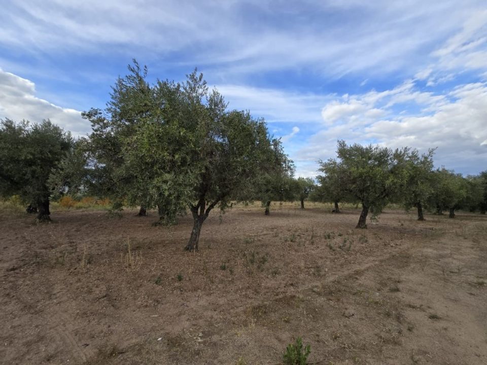 Helårsgrund i Ferro, Castelo Branco - foto 3