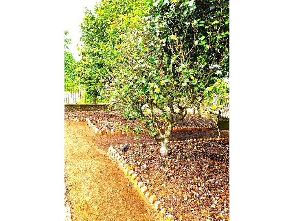 Farm i Ferreira do Zezere, Santarem - foto 3