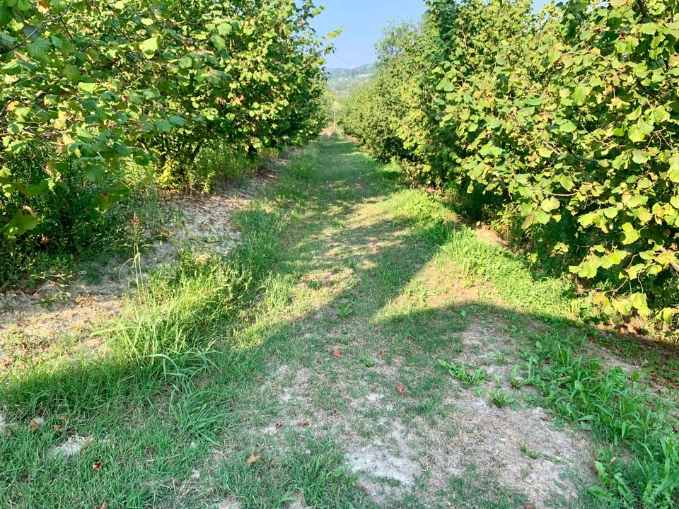 Erhvervsejendom i Dogliani, Cuneo - foto 1