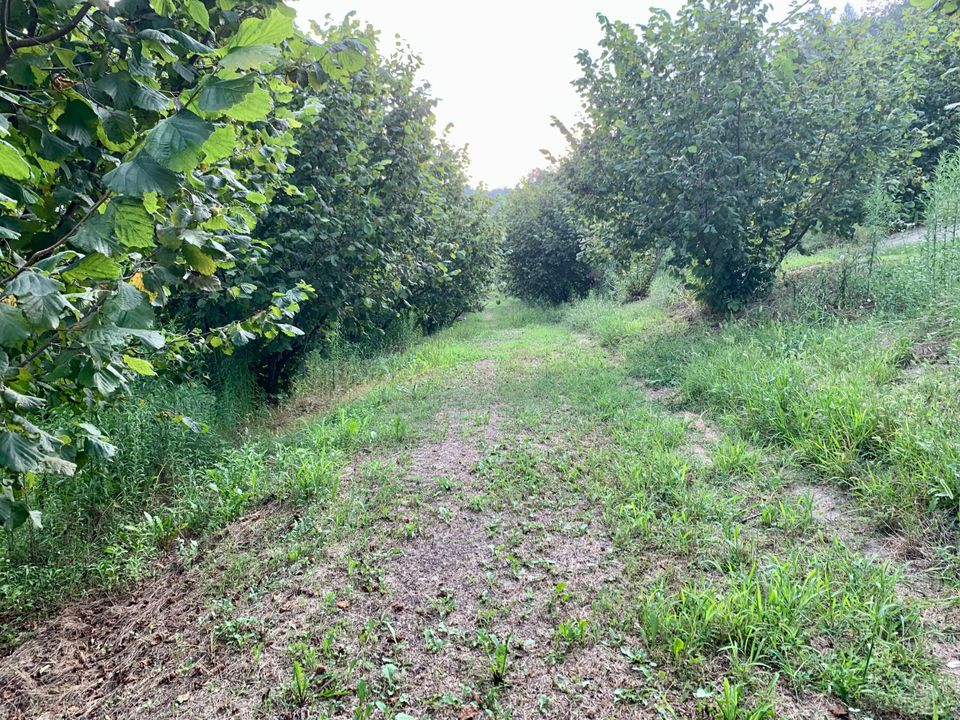 Erhvervsejendom i Dogliani, Cuneo - foto 2