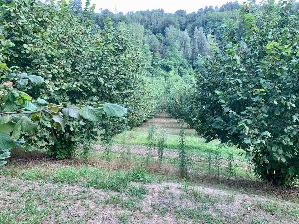 Erhvervsejendom i Dogliani, Cuneo - foto 5