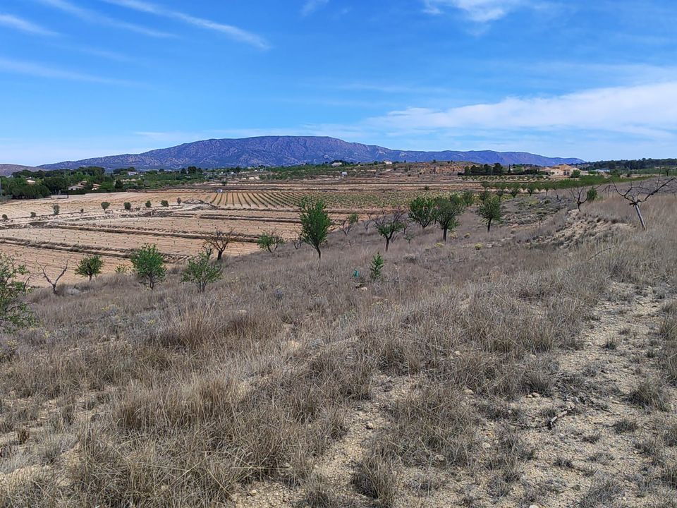 Helårsgrund i Pinoso, Alicante - foto 4