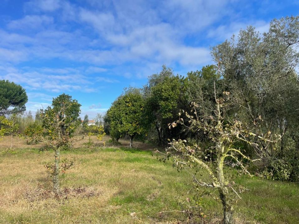 Helårsgrund i Carvalhal, Leiria - foto 5