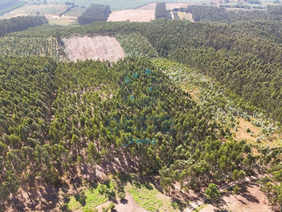 Helårsgrund i Bombarral, Leiria - foto 2