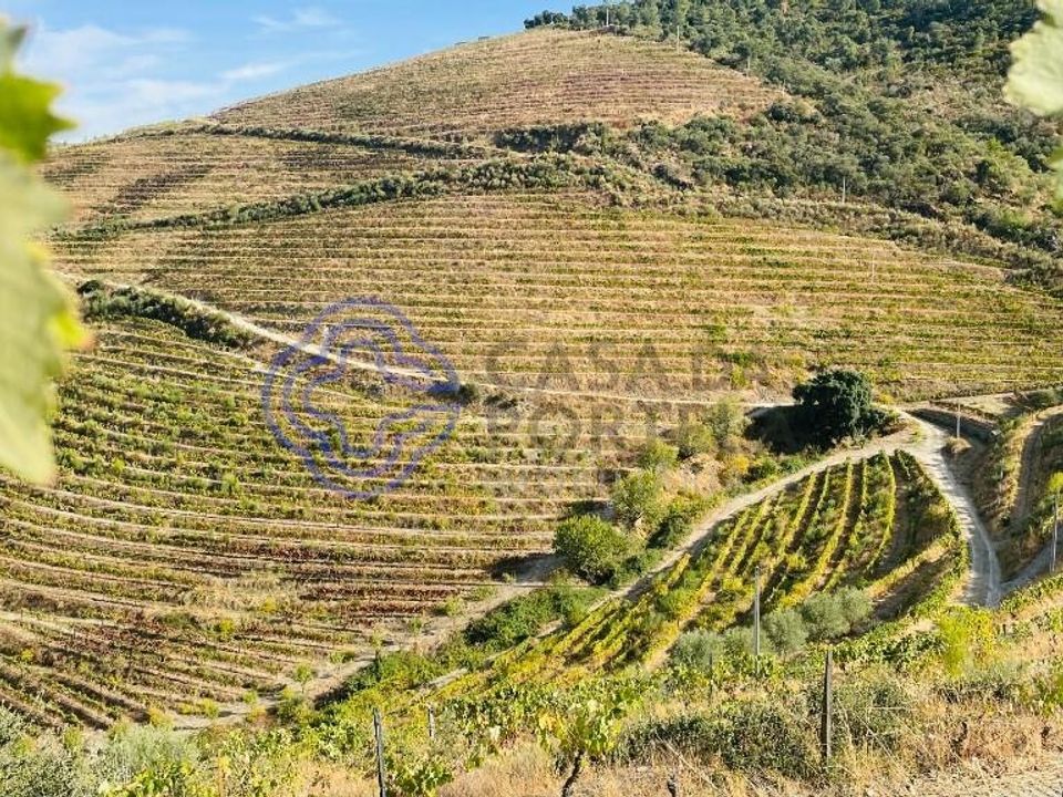 Farm i Sao Joao da Pesqueira, Viseu - foto 3