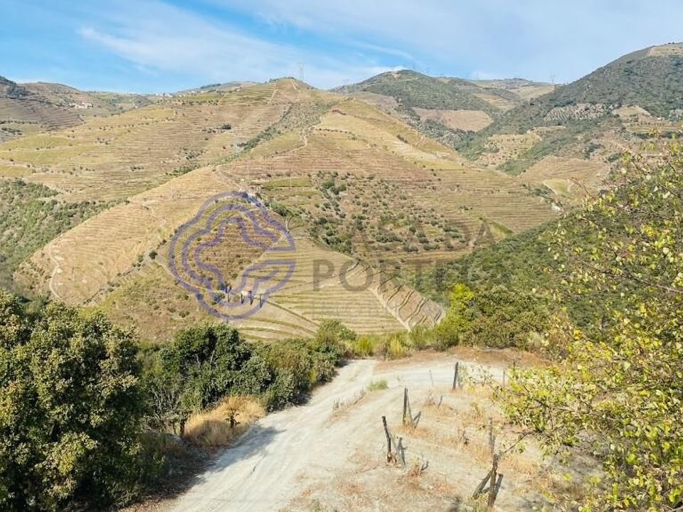 Farm i Sao Joao da Pesqueira, Viseu - foto 4